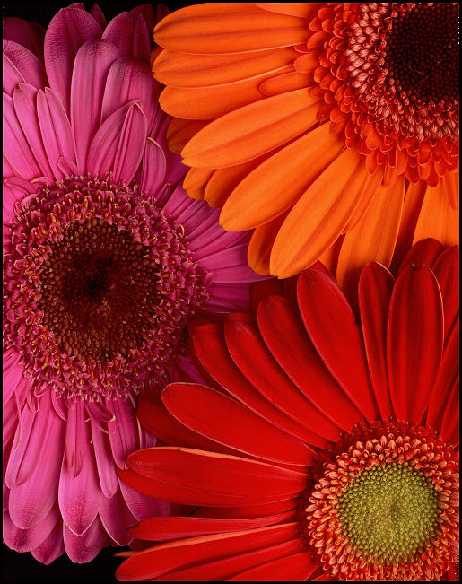 I chose the Gerber Daisy to focus on for our Floral Friday